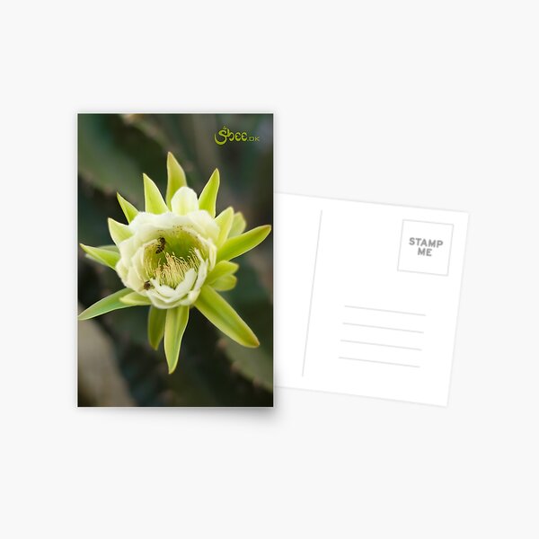 Princess of the Night - Bloom with Playful Bees Postcard
