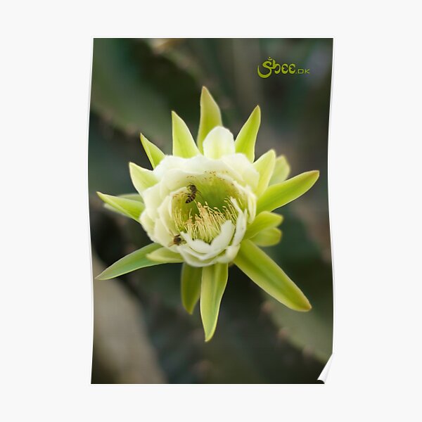 Princess of the Night - Bloom with Playful Bees Poster