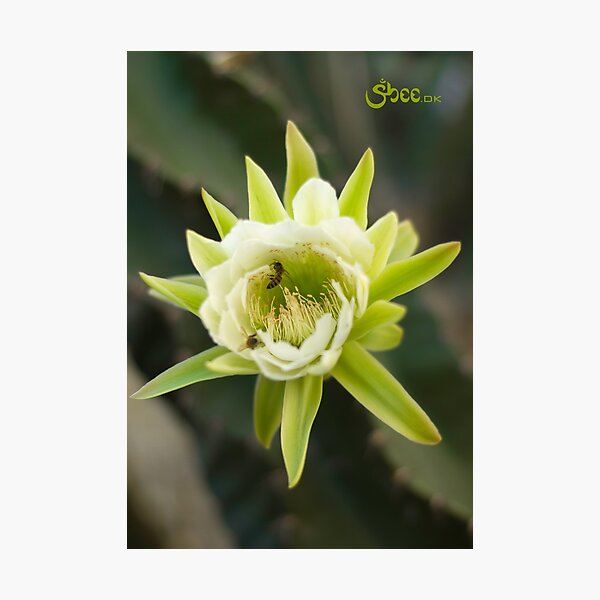 Princess of the Night - Bloom with Playful Bees Photographic Print