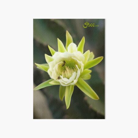Princess of the Night - Bloom with Playful Bees Art Board Print