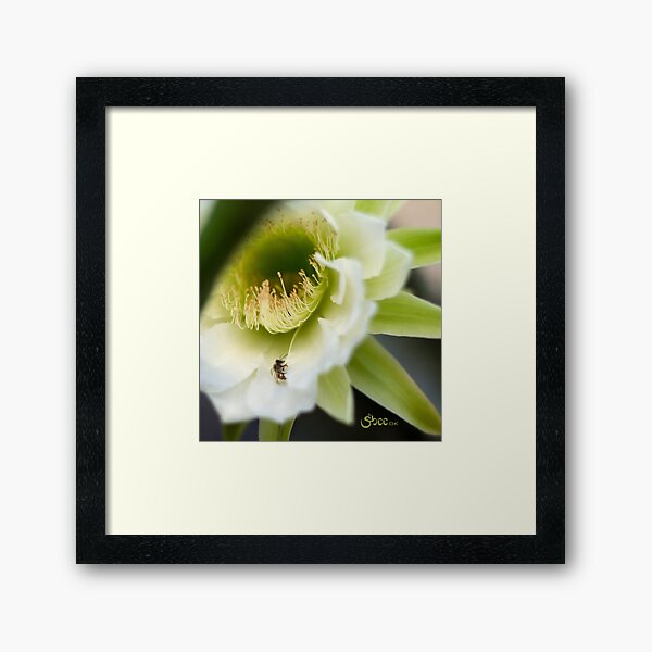Princess of the Night - Bloom Close Up Framed Art Print