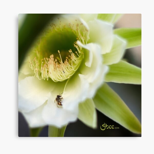 Princess of the Night - Bloom Close Up Canvas Print