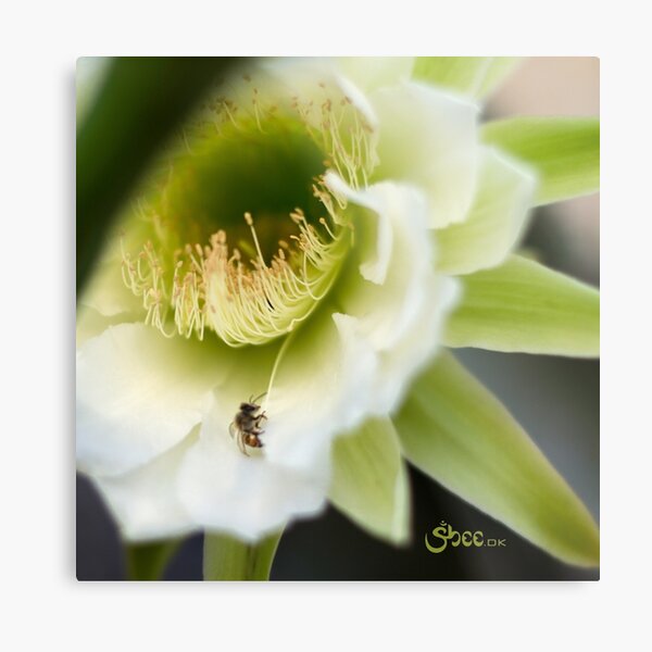 Princess of the Night - Bloom Close Up Metal Print