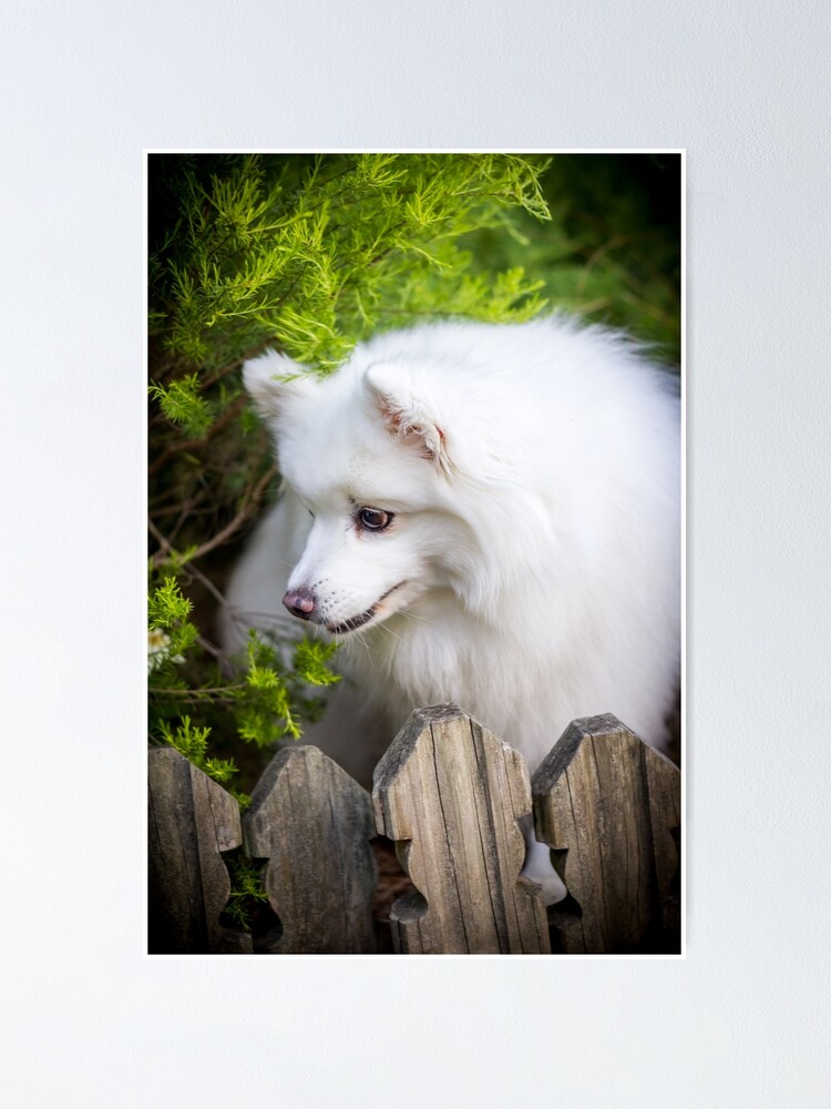 White Spitz In The Green Garden Poster By Karenwoodart Redbubble