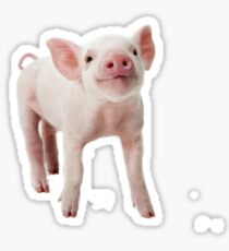 Cute Pig Sticker