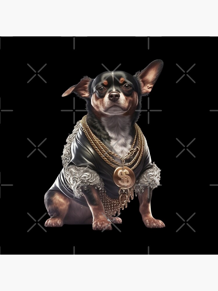 Black and gold store chihuahua