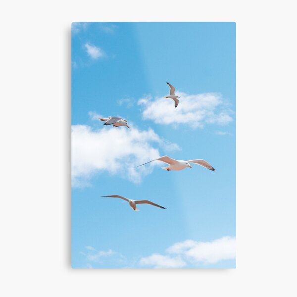 Four seagulls in the air, Formentera Metal Print