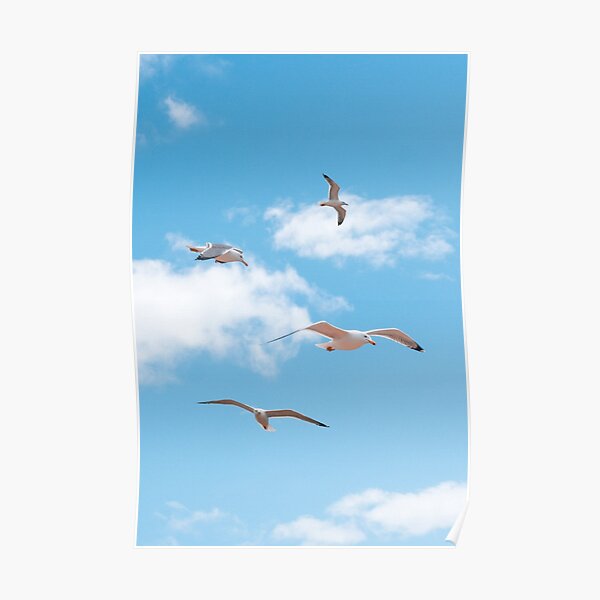 Four seagulls in the air, Formentera Poster