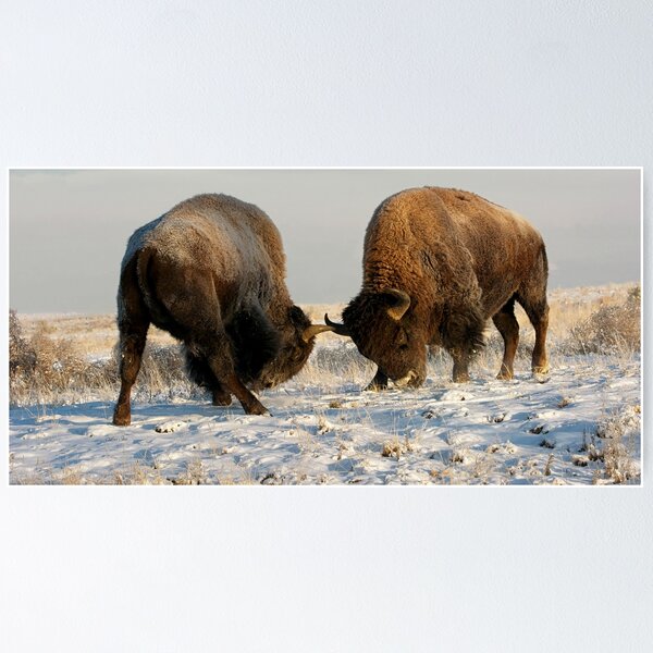 Item preview, The Fight of the Bison at Rocky Mountain Arsenal National Wildlife Refuge designed and sold by Rocky Mountain Artistry.