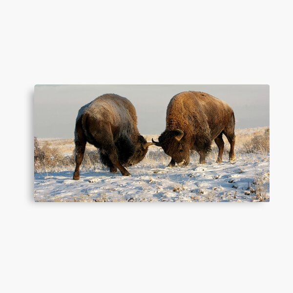 Item preview, The Fight of the Bison at Rocky Mountain Arsenal National Wildlife Refuge designed and sold by Rocky Mountain Artistry.