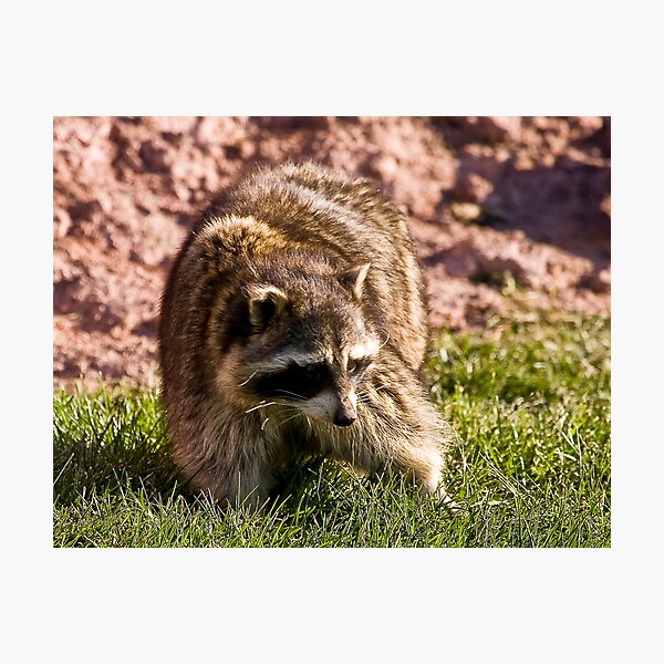 Rac4 Photographic Print