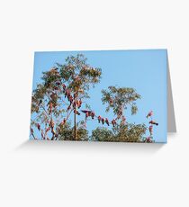 Galahs galore! Greeting Card