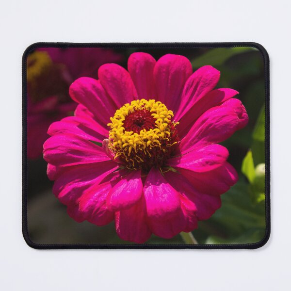 Item preview, Viva Magenta - Two Exuberant Double Flowered Zinnias designed and sold by Georgia Mizuleva.