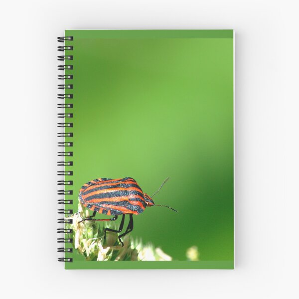 Item preview, Graphosoma lineatum designed and sold by iago rodriguez dopico.