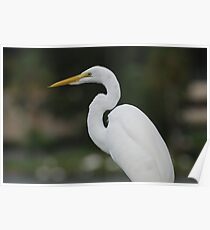 White Bird Poster