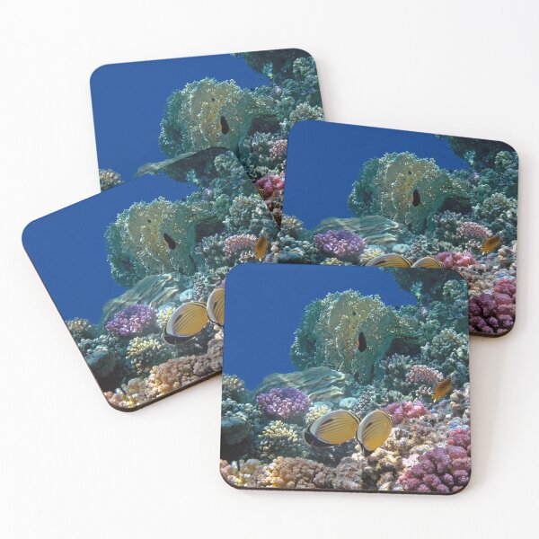 The Beautiful Exquisite Butterflyfish in the Red Sea Coasters (Set of 4)