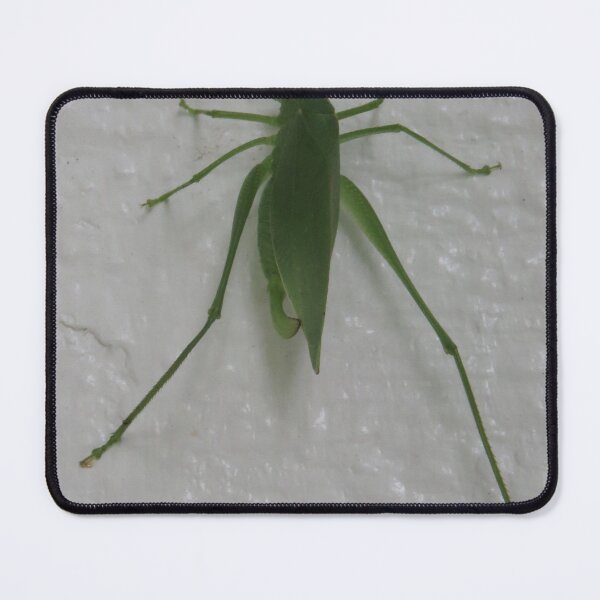 Item preview, Green katydid cricket on a white background designed and sold by Digitalcrone.