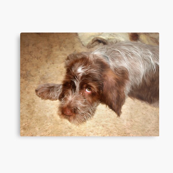 Spinone puppy love Metal Print