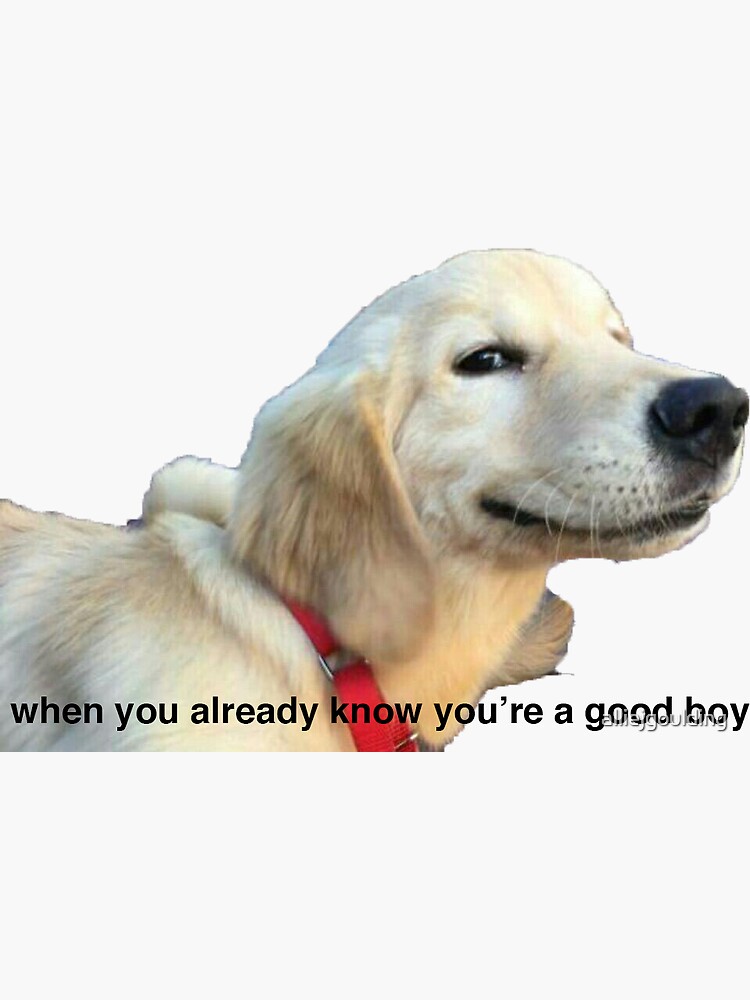 "Good Boy Dog" Sticker by alliejgoulding Redbubble