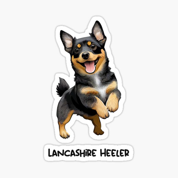 Lancashire store dog drover