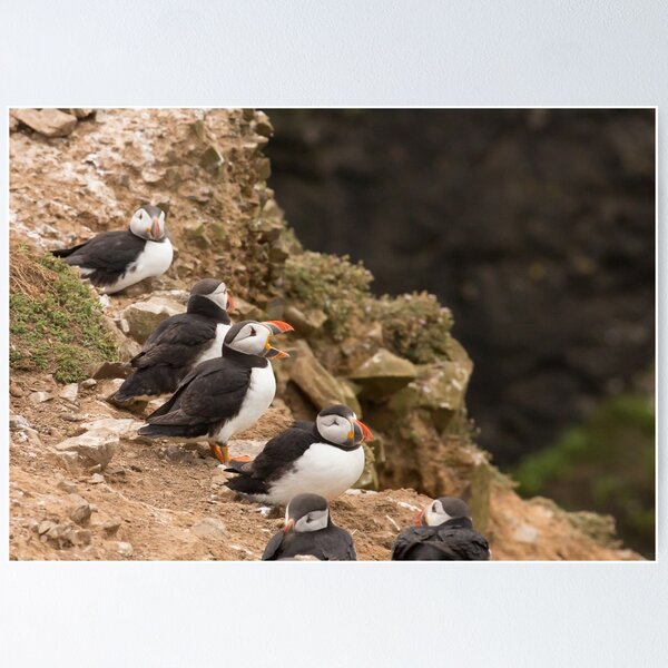 Item preview, Serenading Puffin designed and sold by Chris Good.