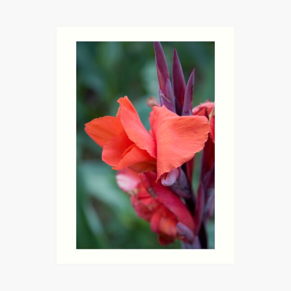 Orange Canna Lily Art Print