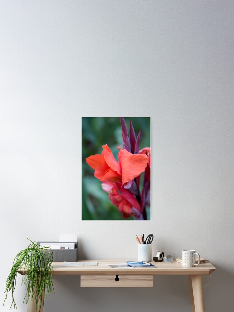 Thumbnail 1 of 3, Poster, Orange Canna Lily designed and sold by Andreas Koepke.