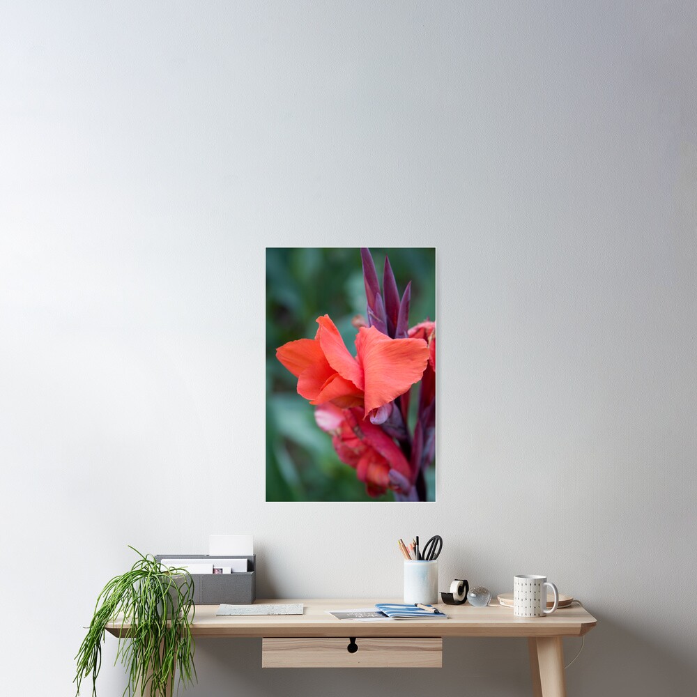 Orange Canna Lily Poster