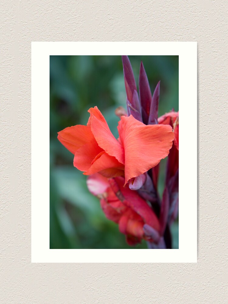 Alternate view of Orange Canna Lily Art Print