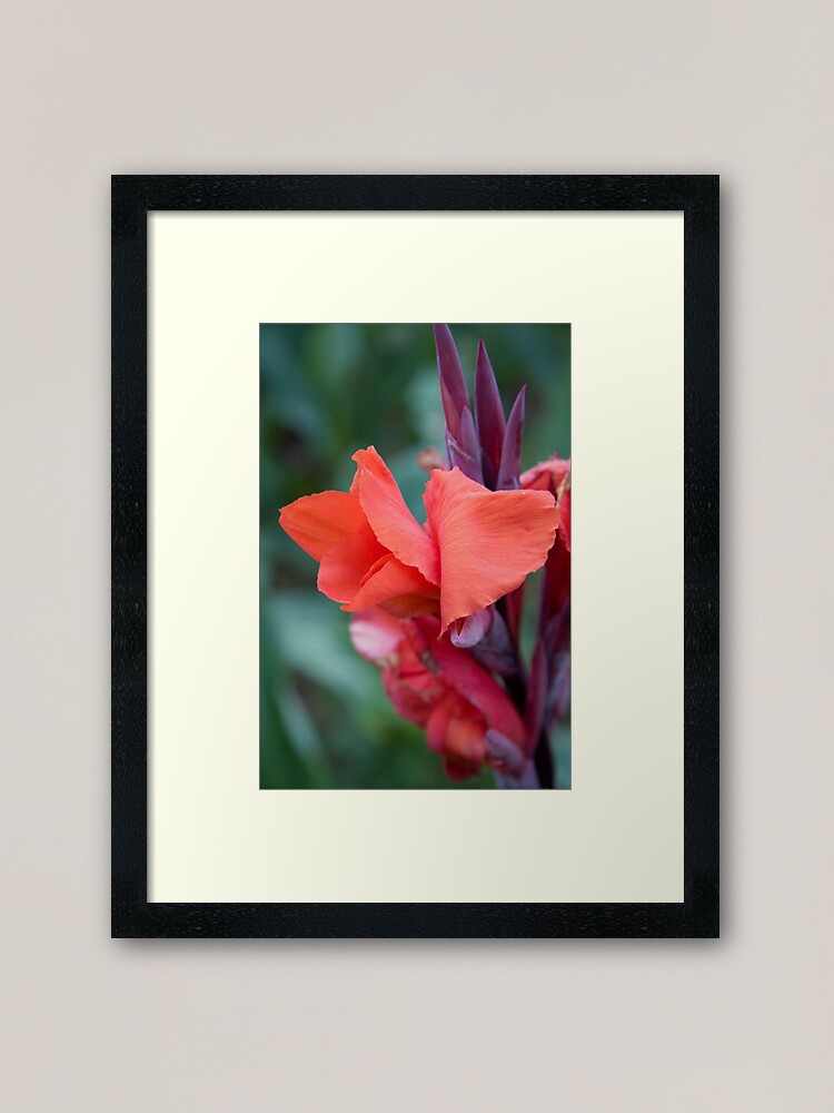 Alternate view of Orange Canna Lily Framed Art Print