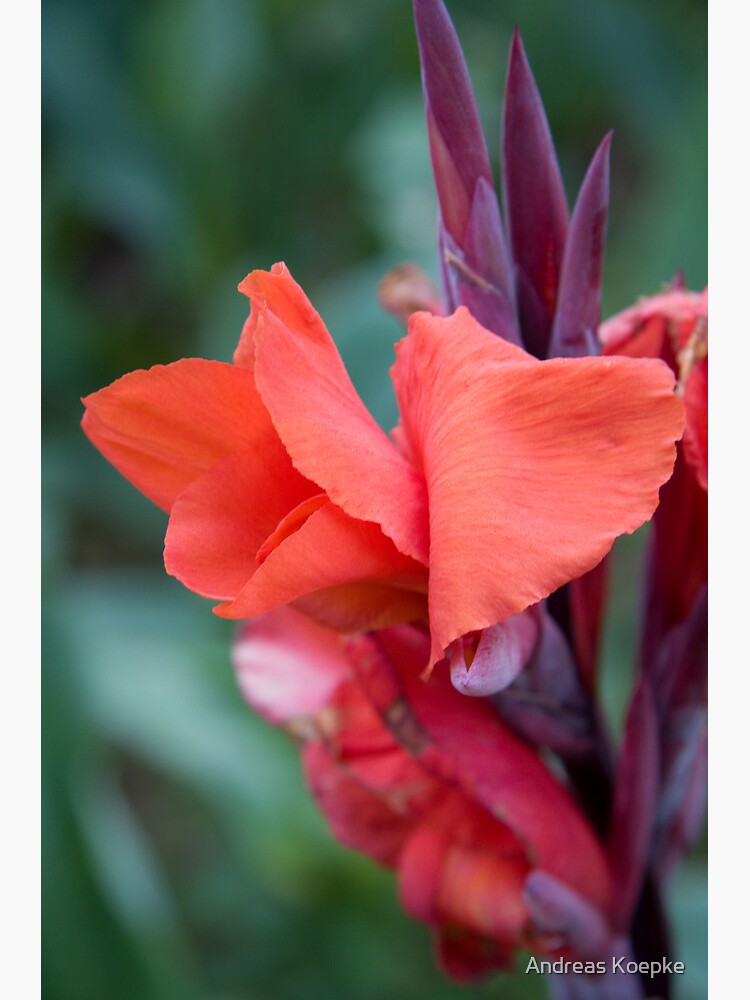 Thumbnail 3 of 3, Poster, Orange Canna Lily designed and sold by Andreas Koepke.