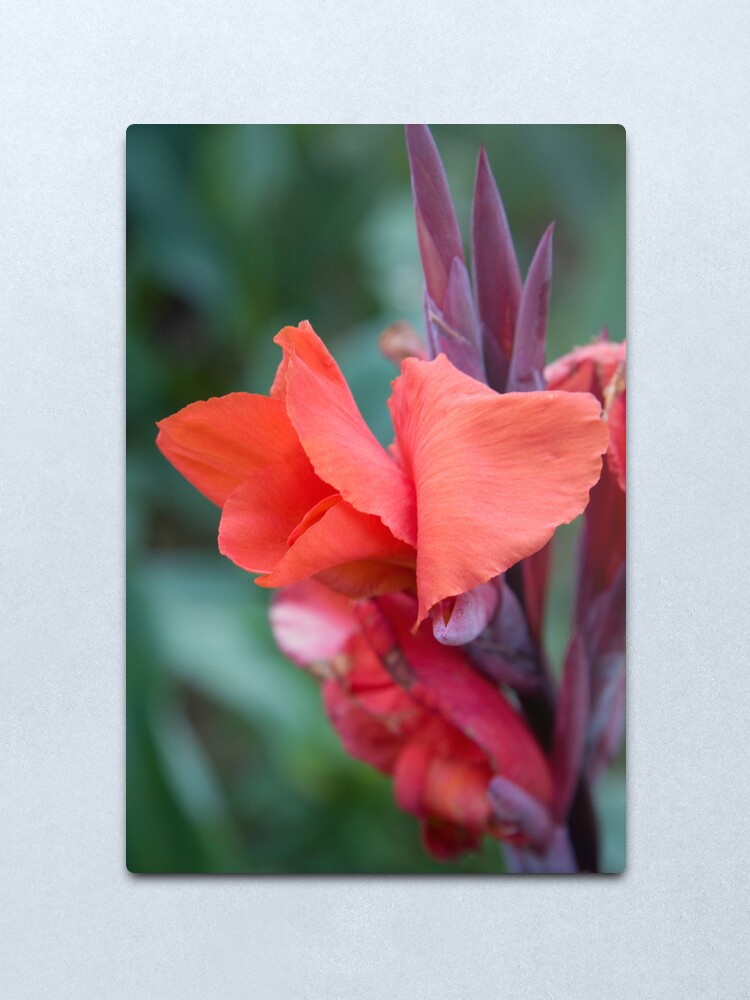 Alternate view of Orange Canna Lily Metal Print