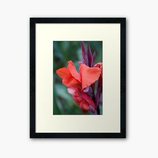 Orange Canna Lily Framed Art Print