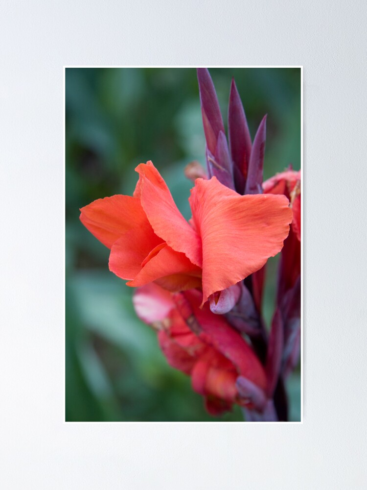 Thumbnail 2 of 3, Poster, Orange Canna Lily designed and sold by Andreas Koepke.