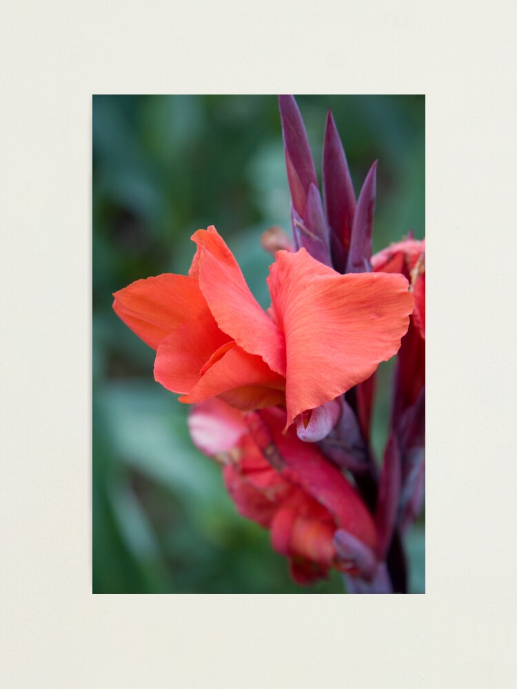 Alternate view of Orange Canna Lily Photographic Print