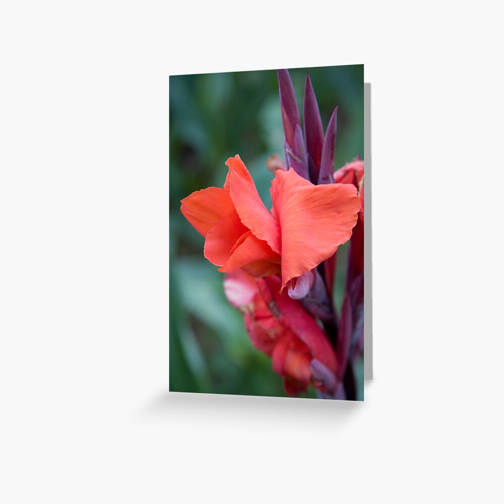 Item preview, Greeting Card designed and sold by mistered.