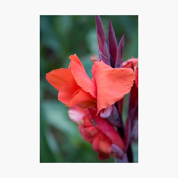 Orange Canna Lily Photographic Print