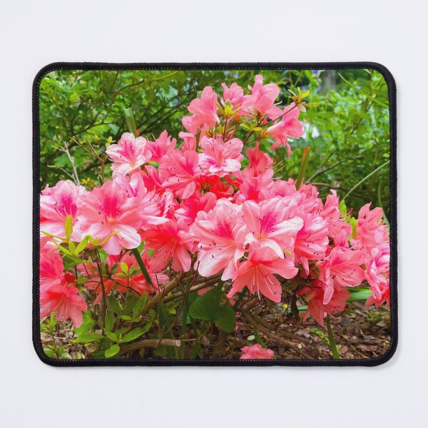 Item preview, Azaleas in Spring designed and sold by shaikenbakeart.