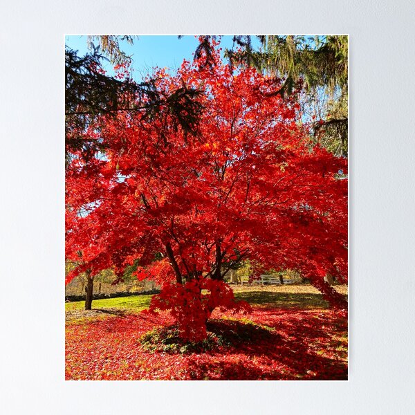 Item preview, Japanese Maple designed and sold by shaikenbakeart.
