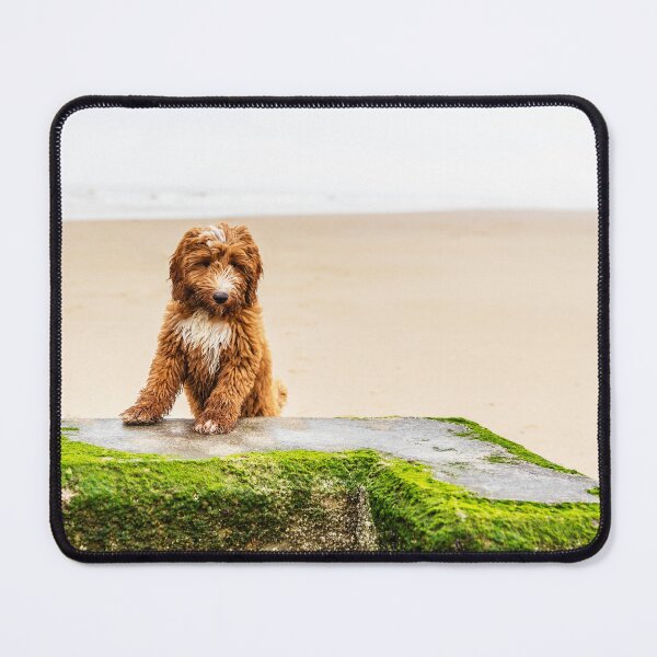 Artikelvorschau, Roter Cockapoo-Welpe am Strand entworfen und verkauft von Paul Thompson Photography.