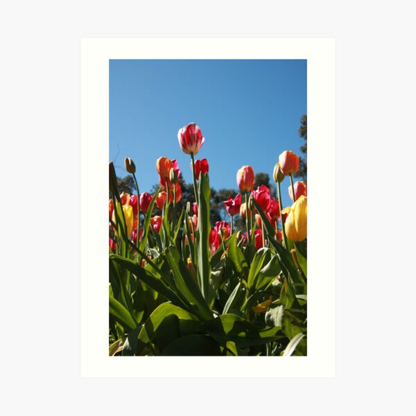 Tulips at Araluen Art Print