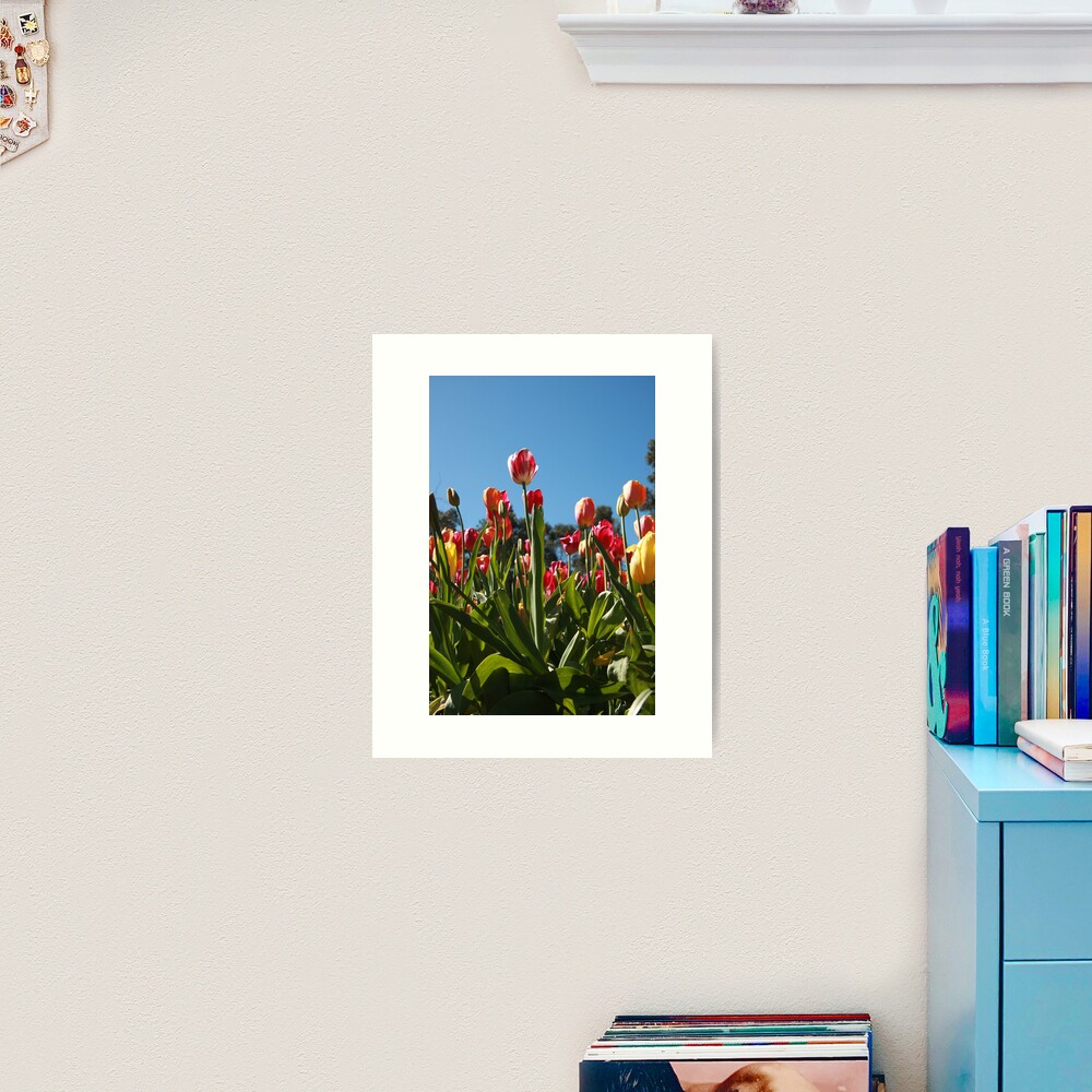Tulips at Araluen Art Print