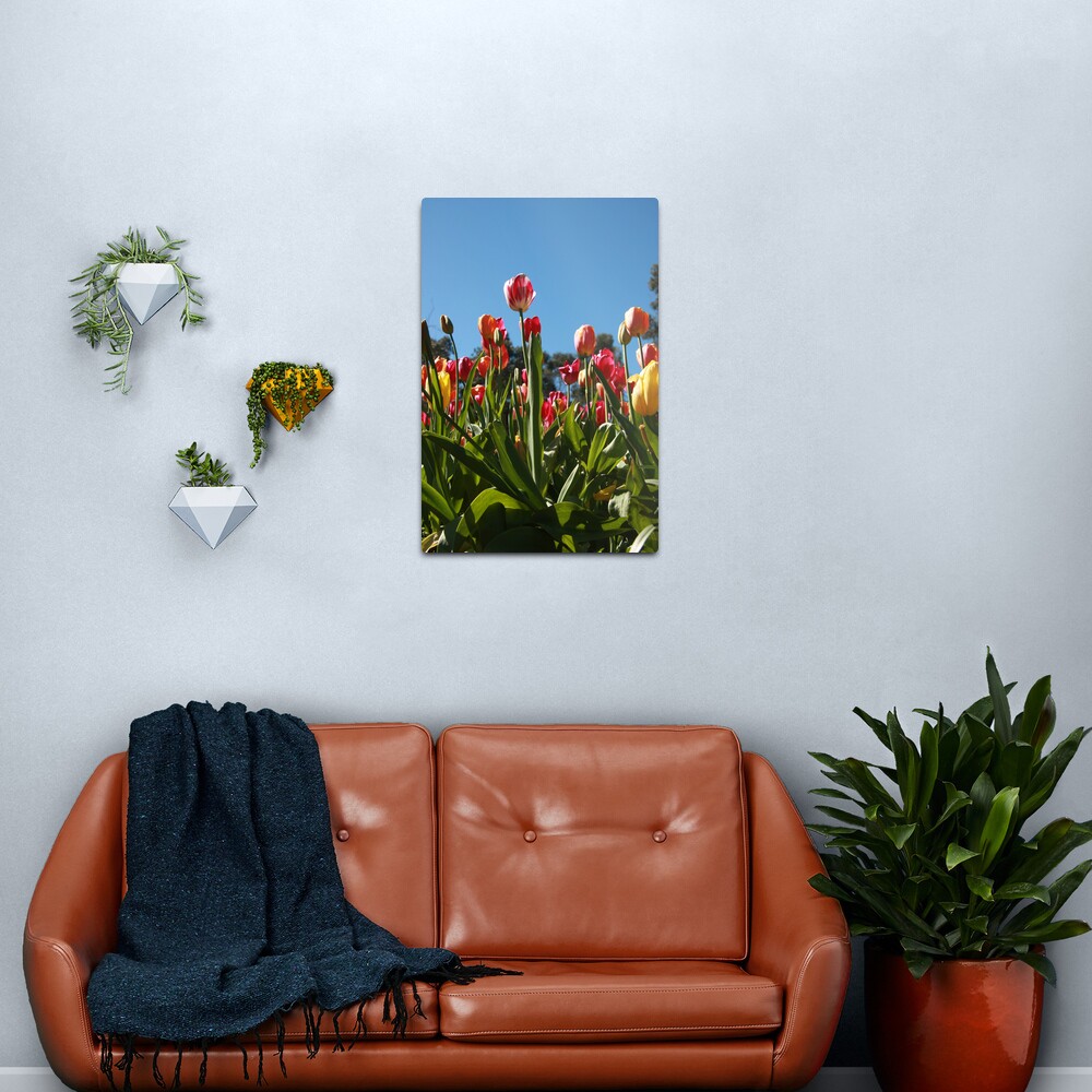 Tulips at Araluen Metal Print
