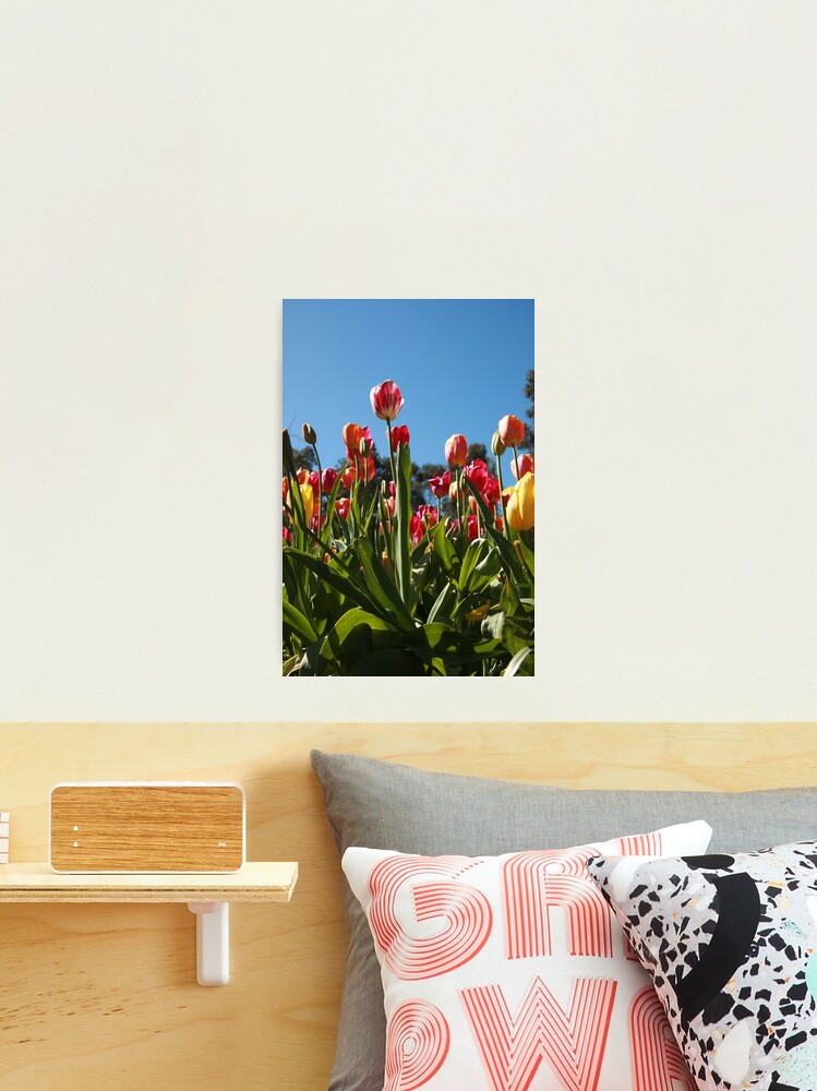 Thumbnail 2 of 3, Photographic Print, Tulips at Araluen designed and sold by mistered.