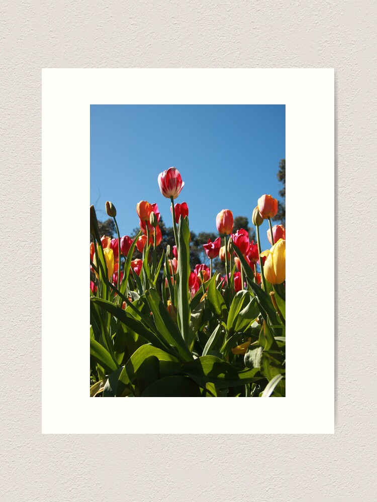 Alternate view of Tulips at Araluen Art Print