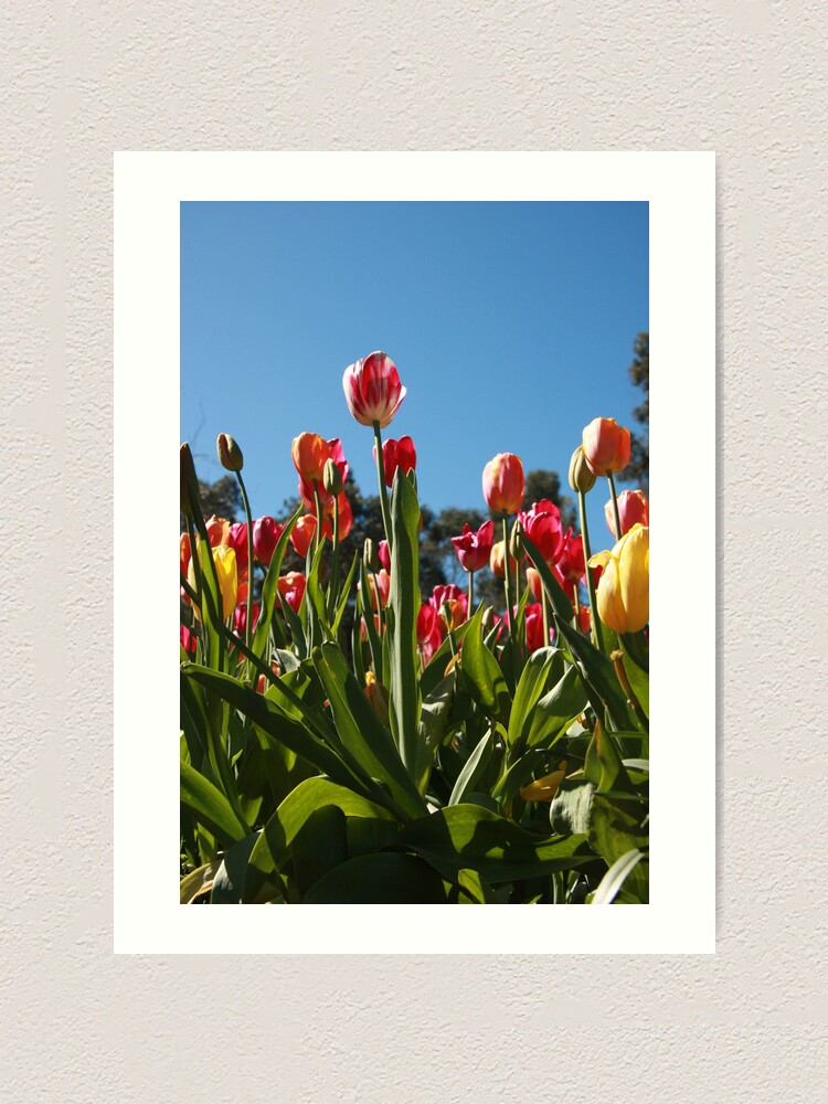 Alternate view of Tulips at Araluen Art Print