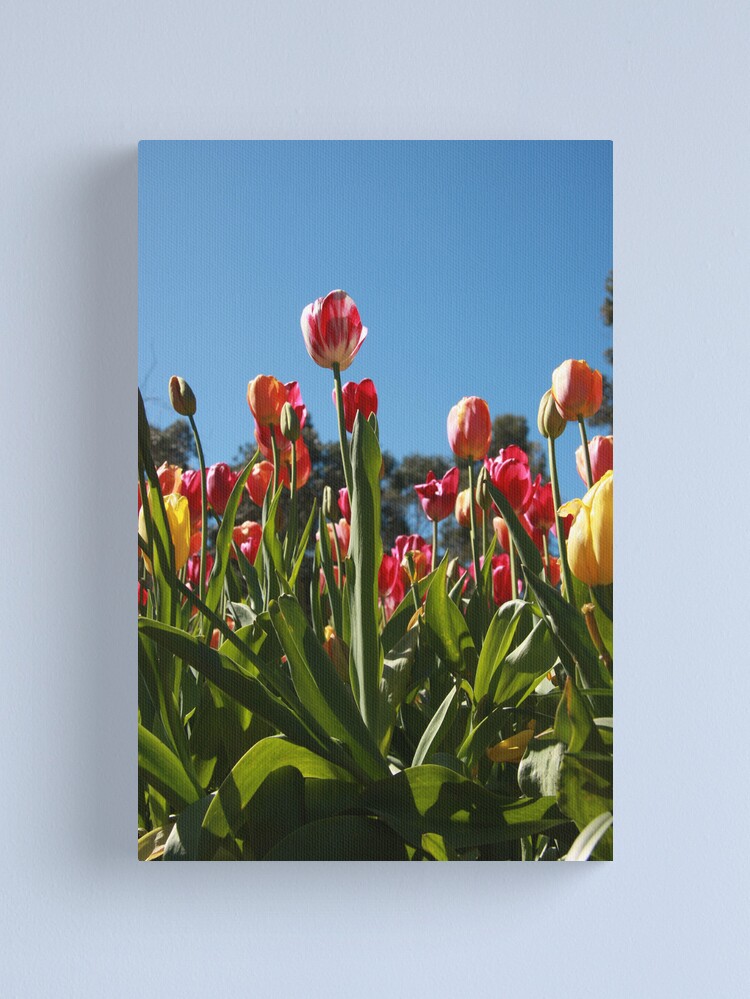 Canvas Print, Tulips at Araluen designed and sold by Andreas Koepke