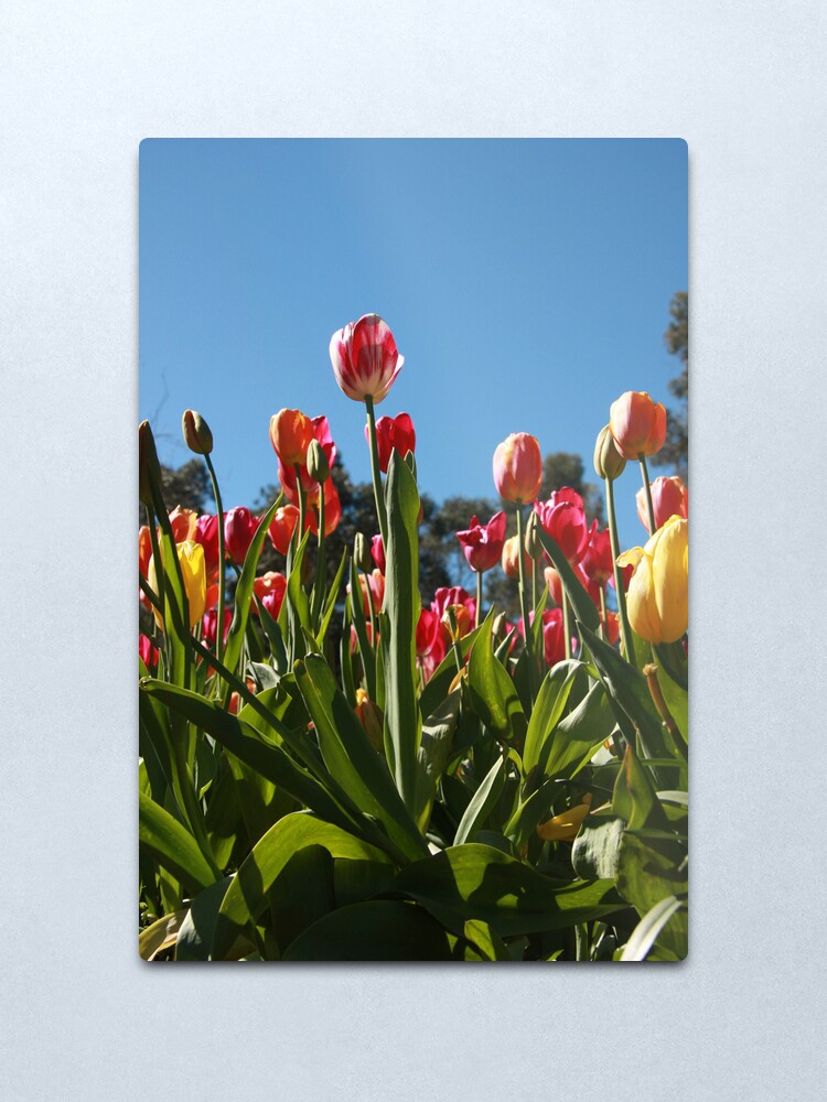 Alternate view of Tulips at Araluen Metal Print