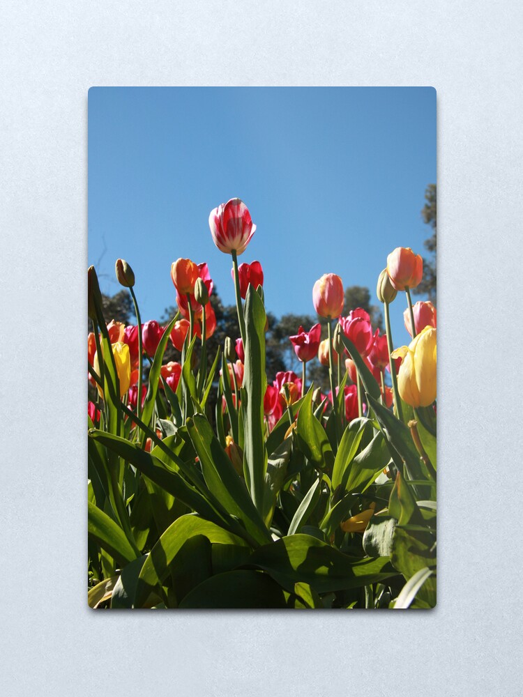 Alternate view of Tulips at Araluen Metal Print