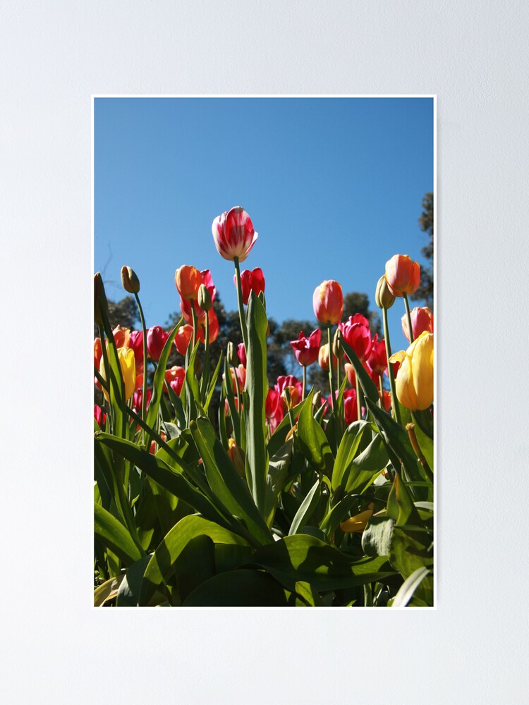 Alternate view of Tulips at Araluen Poster